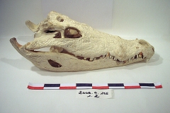 Archéologie et Histoire naturelle